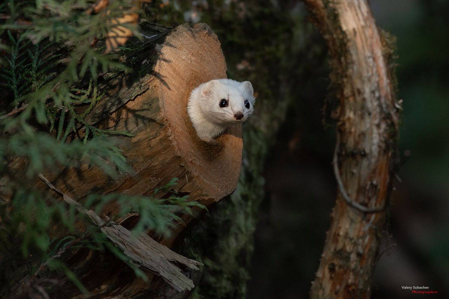 , Валерий Субачев