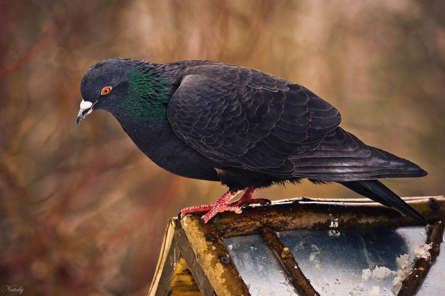 , Екимова Наталья