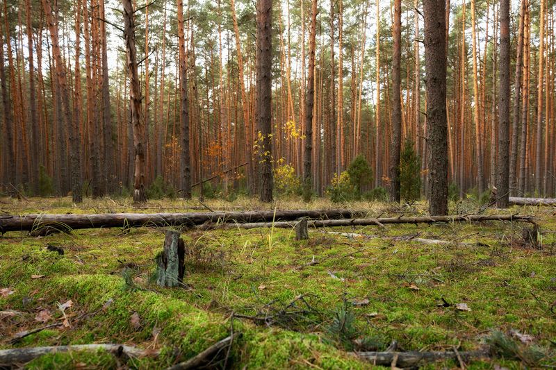 В сосновом лесу фото превью