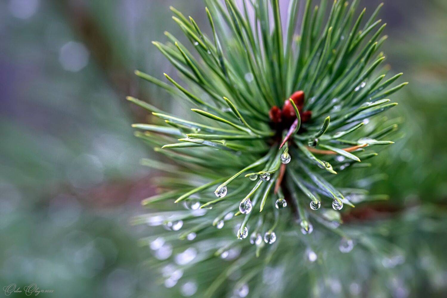 , Орлов Олег