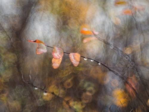 Ноябрь в Советских линзах.