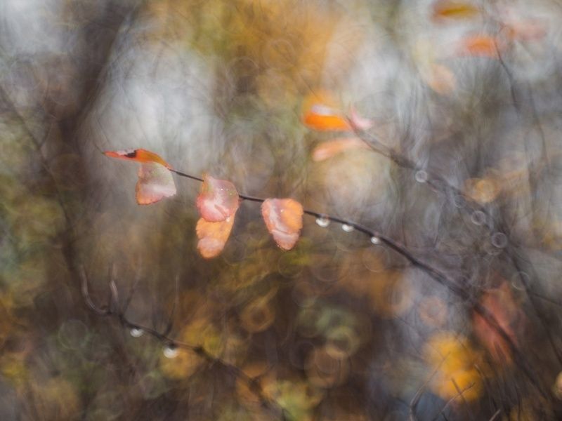 Ноябрь в Советских линзах. фото превью