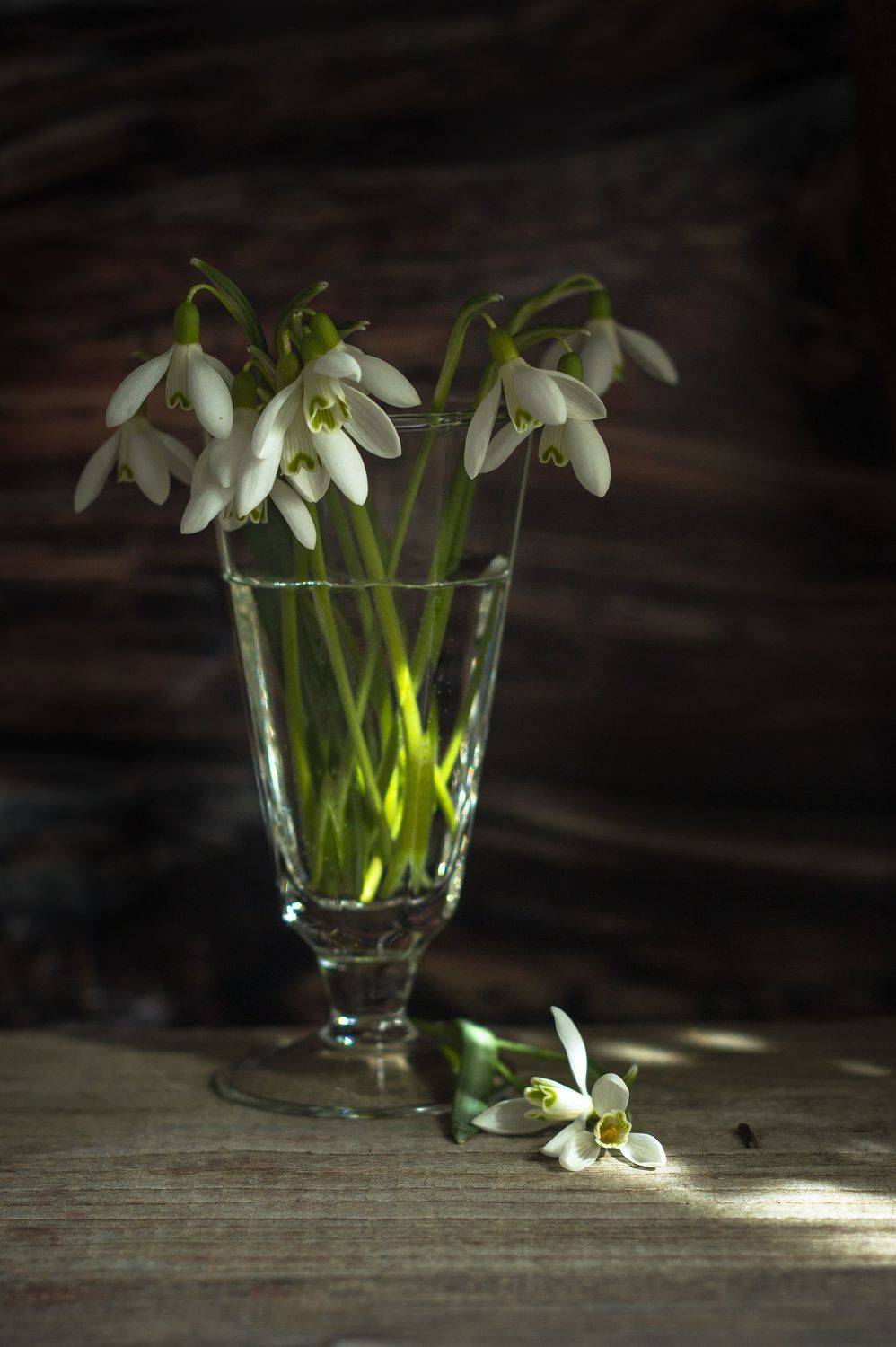 галантусы, подснежники, весна, цветы, Elena Hvojnova