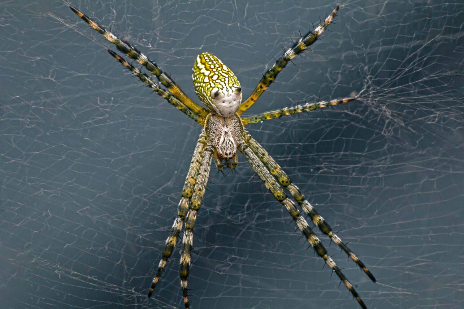 Cyrtophora moluccensis, spider, small, animal, macro, focus, garden, wep, beauty, nature, NeCoTi ChonTin