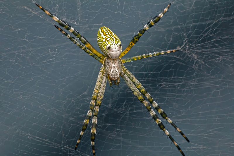 Cyrtophora moluccensis, spider, small, animal, macro, focus, garden, wep, beauty, nature Cyrtophora moluccensis фото превью
