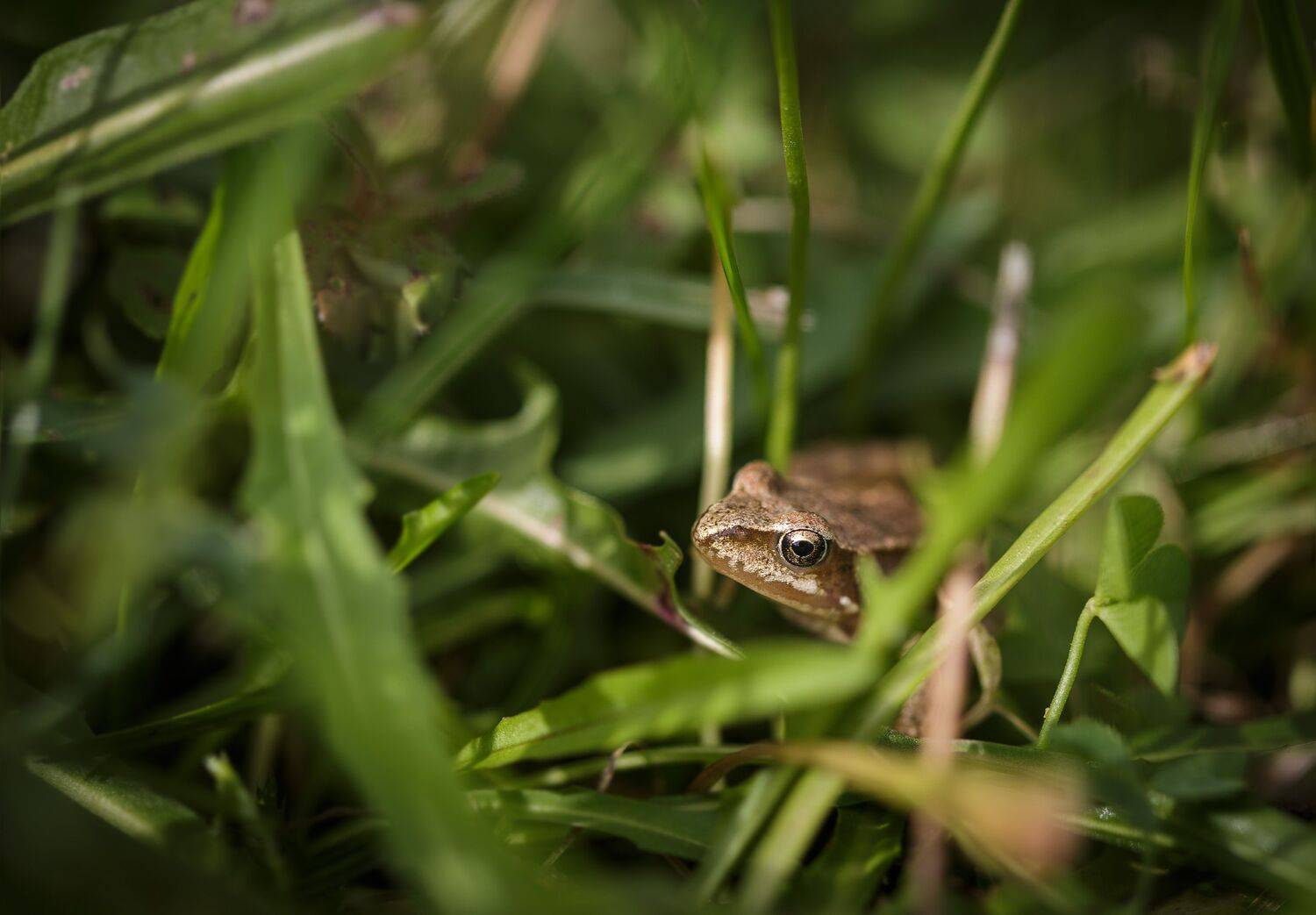 , Зеленько Дмитрий