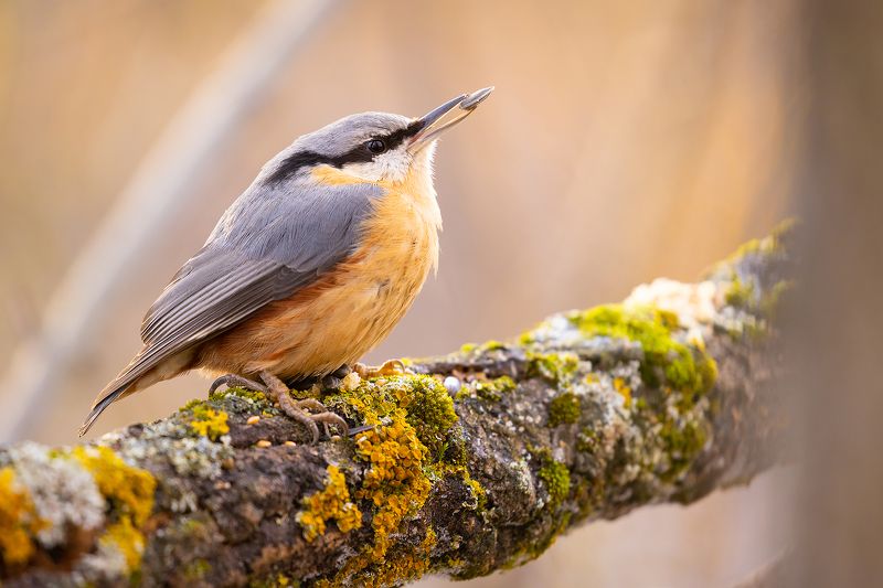 Nuthatch фото превью