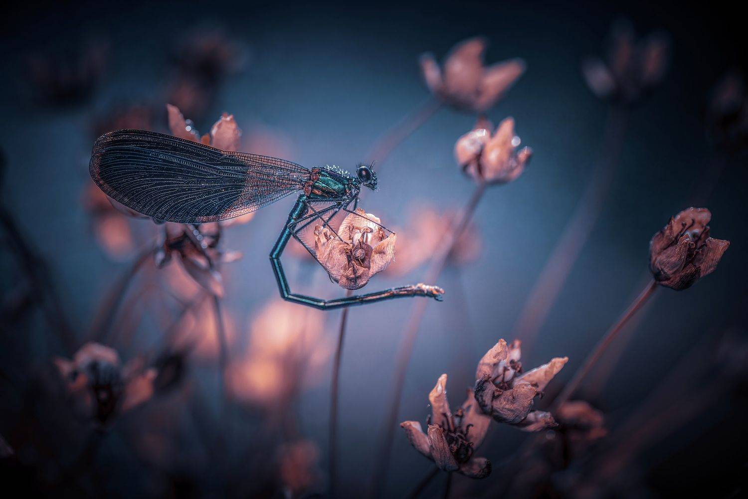 , Лапшина Владлена