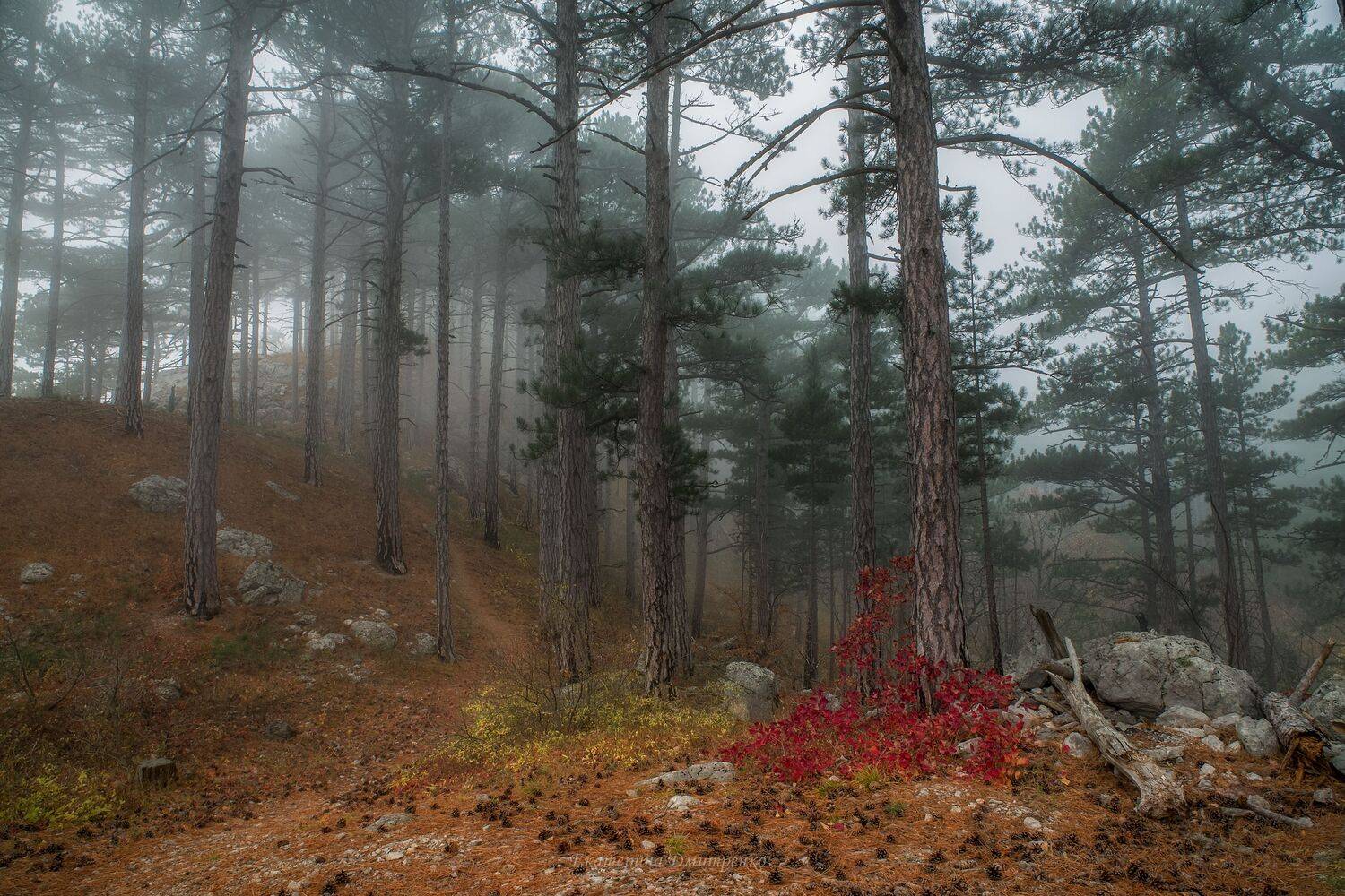 крым, пейзаж, туман, лес, осень, алупка, ялта, шаан-кая, crimea, landscape, Дмитренко Екатерина