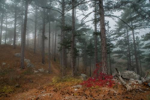 В туманном лесу