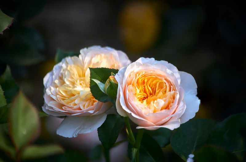 Моя Джульетта…. Одна из первых срезочных роз выведенных  гуру селекции  , англичанином Давидом Остином. Элегантные цветы сочетают в себе красивую старинную форму, мягкие персиковые оттенки и легкий аромат чайной розы!На ее создание он потратил 14 лет жизн фото превью