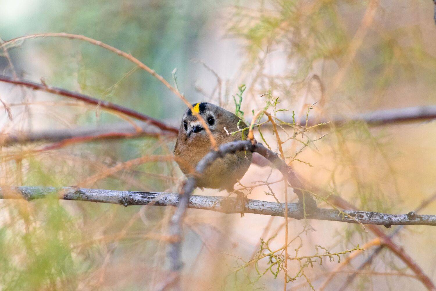 Regulus regulus, volgograd, russia, wildlife, , Сторчилов Павел