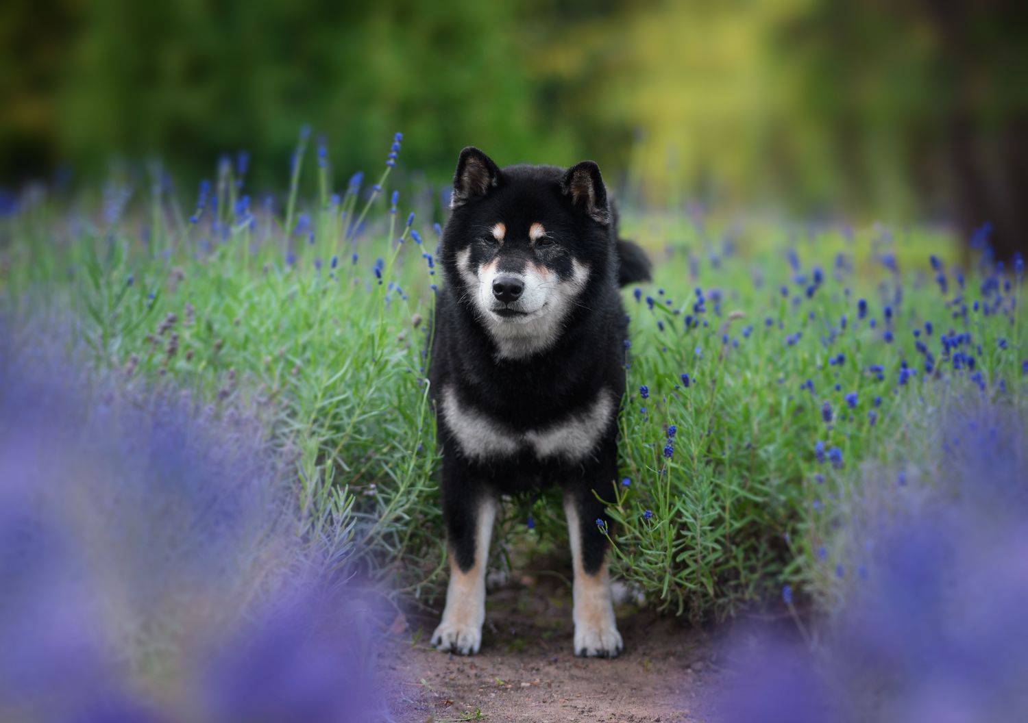 , Коптилина Галина