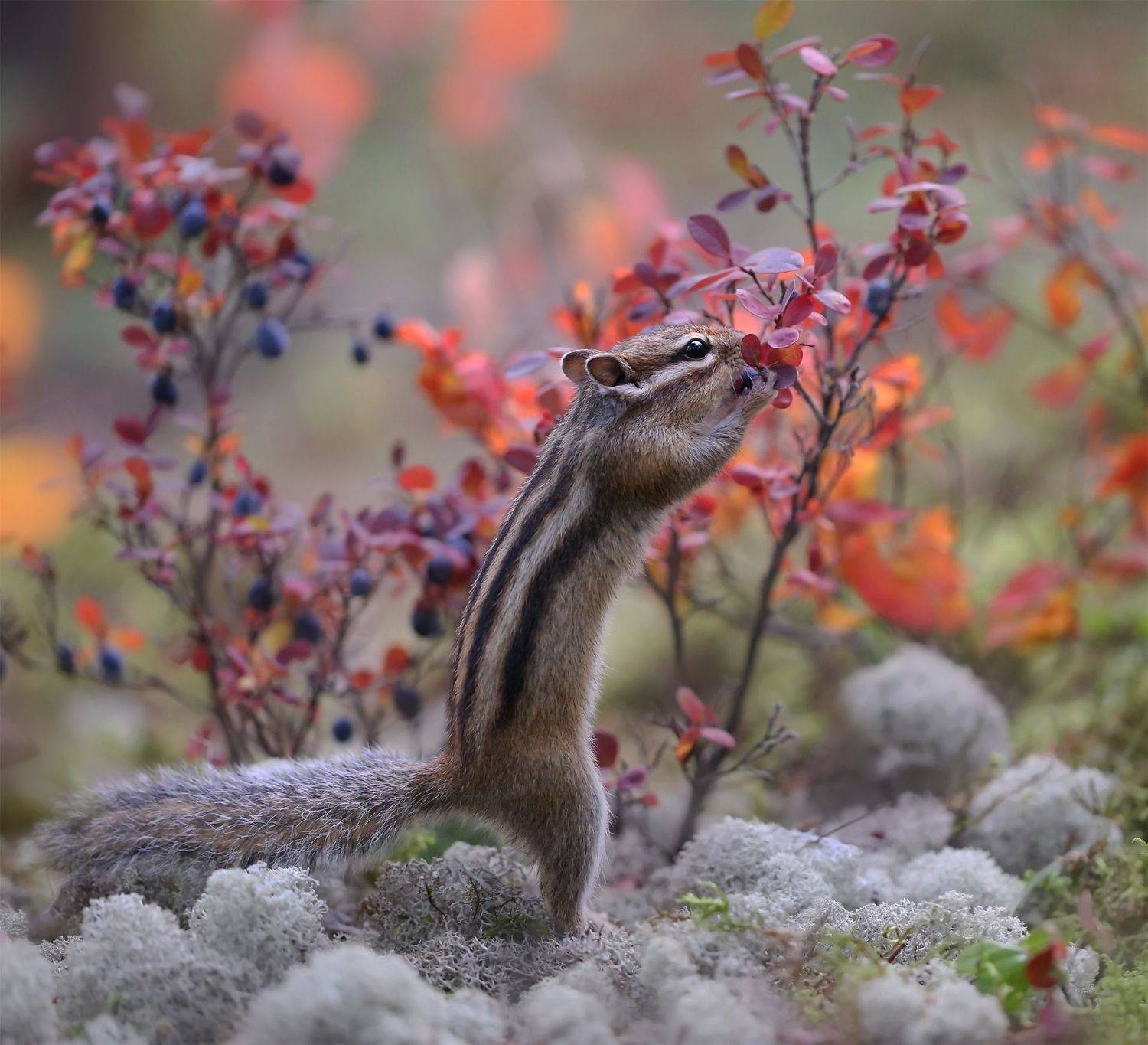 нерюнгри, бурундук, якутия, дикие_животные, женялевина, евгениялевина, животныеякутии, бурундукиибелкилевиной, Евгения Левина