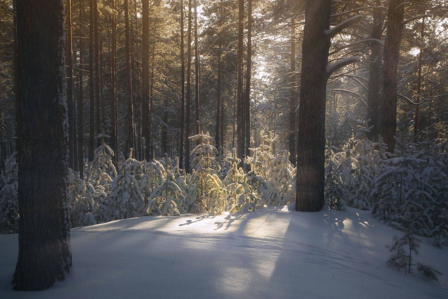 , Евгений Зинов