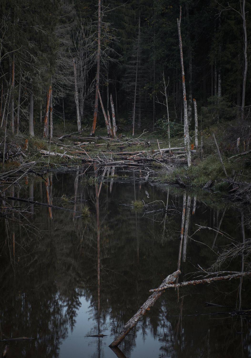 , Светлана Краюшкина