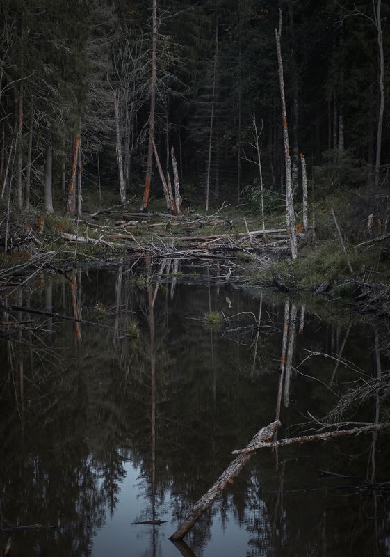 Цапля фото превью