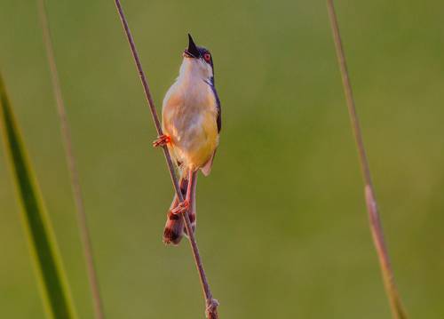 Ashy Prinia