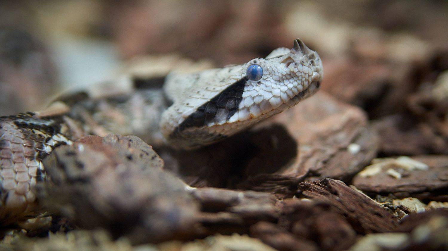 , Вячеслав Владимирович