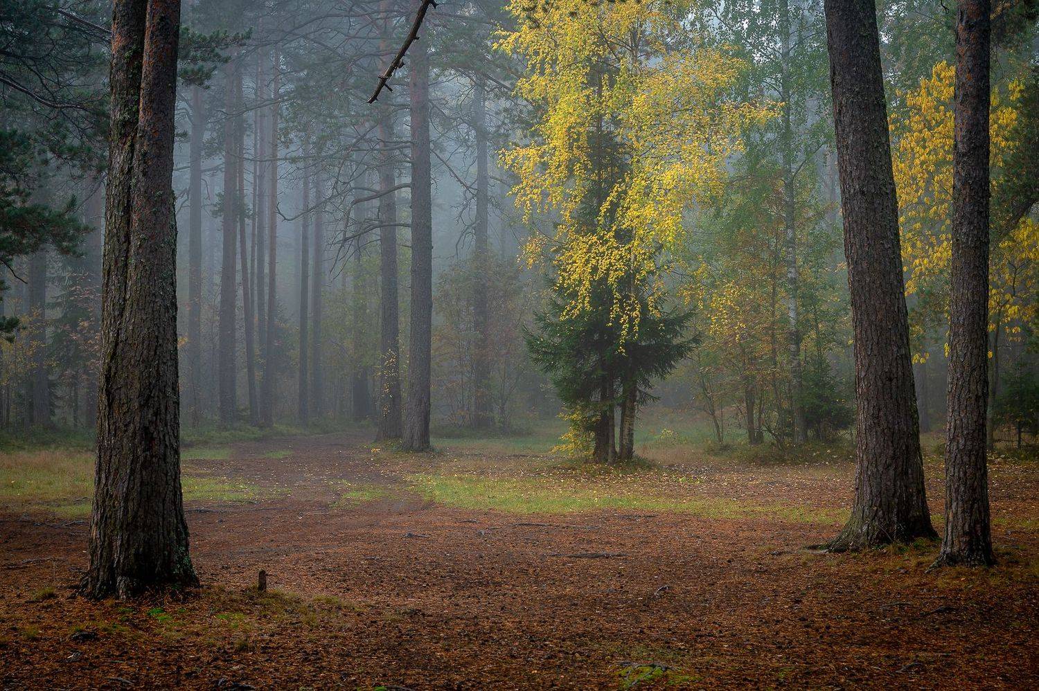пейзаж, природа, лес, осень, Васильев Андрей