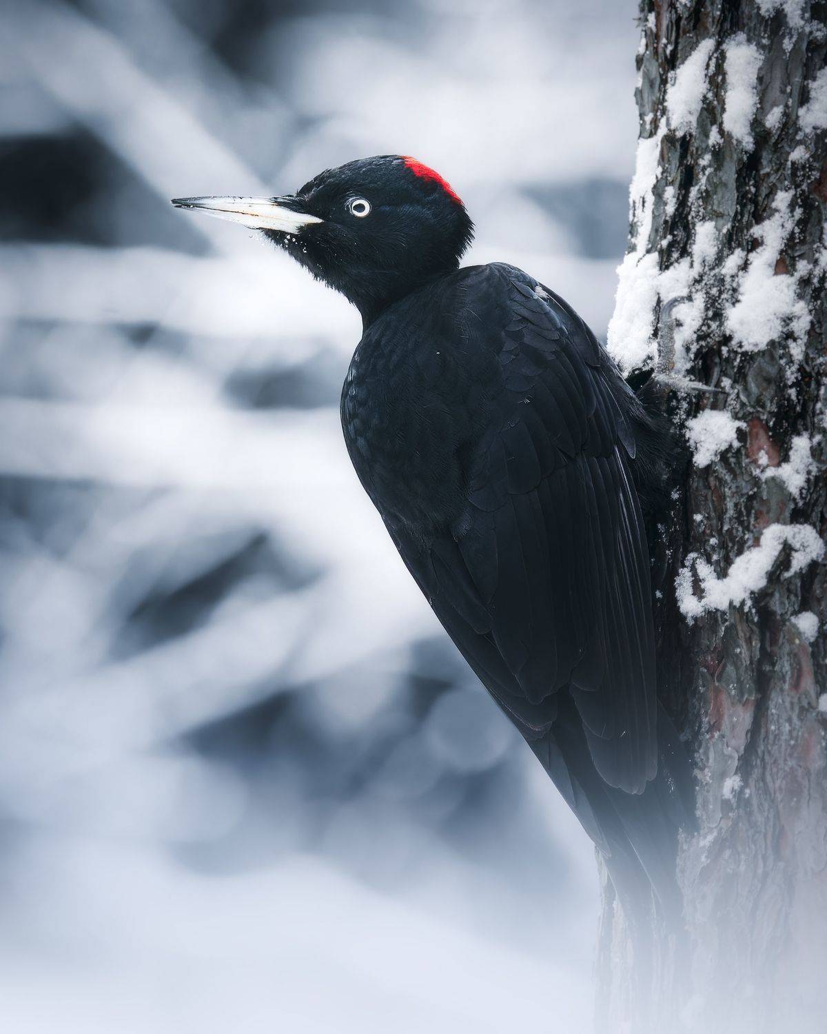 , Поляков Михаил