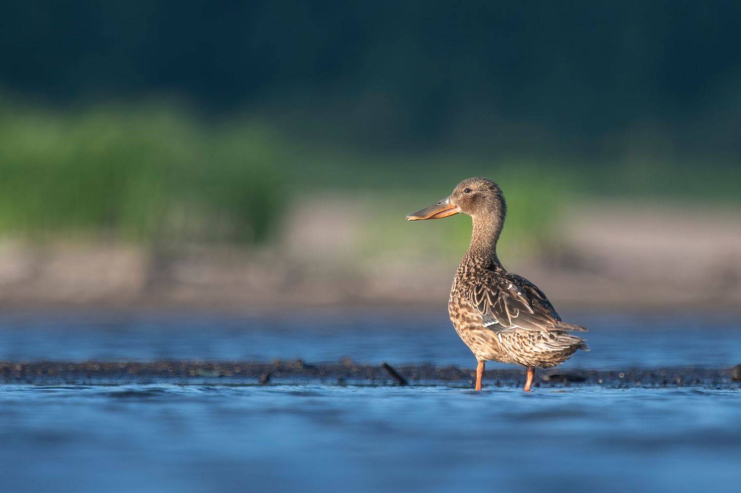 широконоска, утка, Калиногорский Юрий