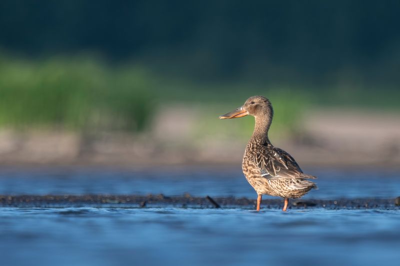 широконоска, утка Тётушка Клювдия фото превью