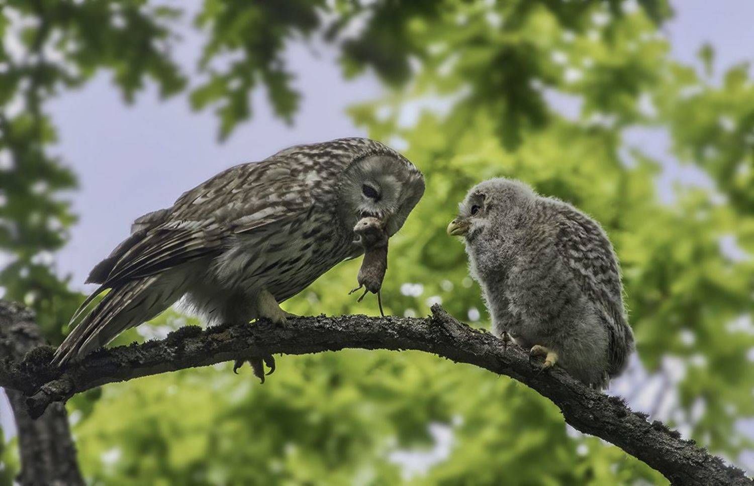 сова, неясыть, кормление, птенец, Наталия Сытина