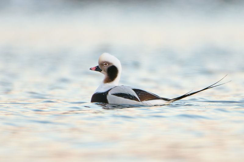 #bird #wildlife #nature #birdphotography Держим хвост пистолетом фото превью