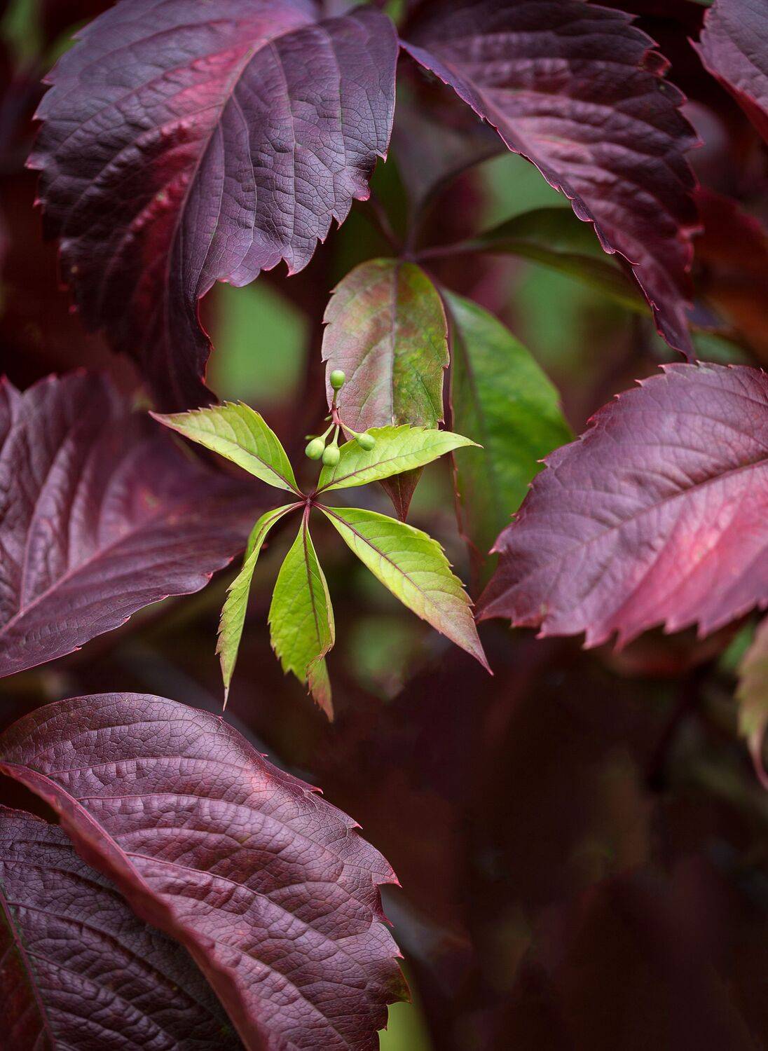 , Зеленько Дмитрий