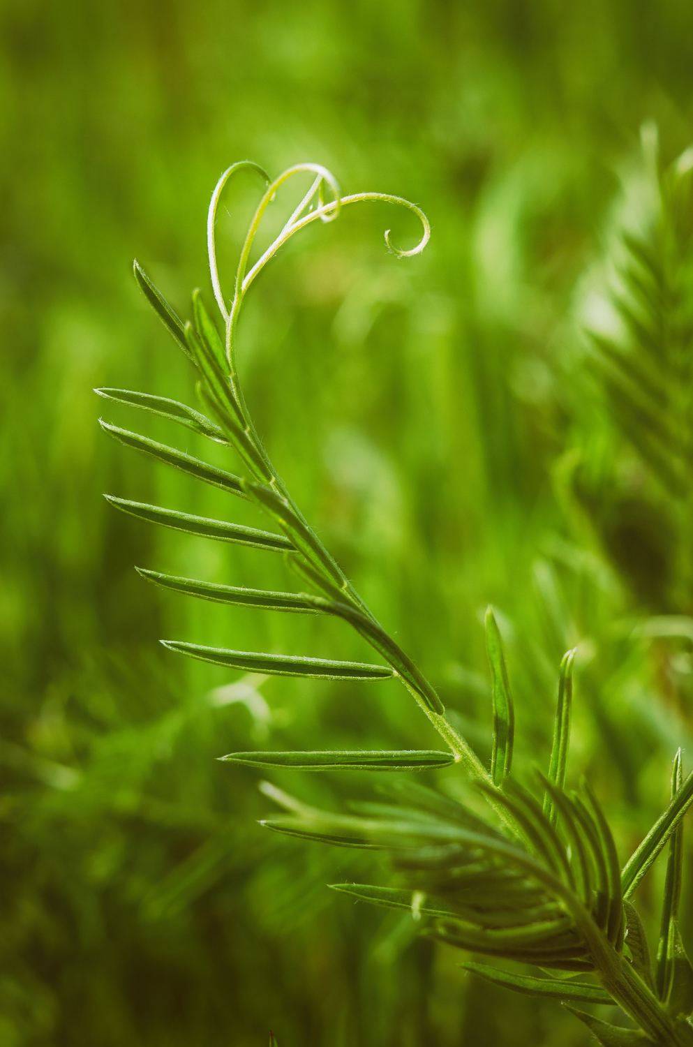 Листья, растение, зелень, трава, природа, Shadow Anna