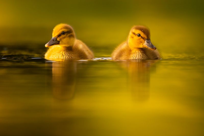 Ducklings фото превью