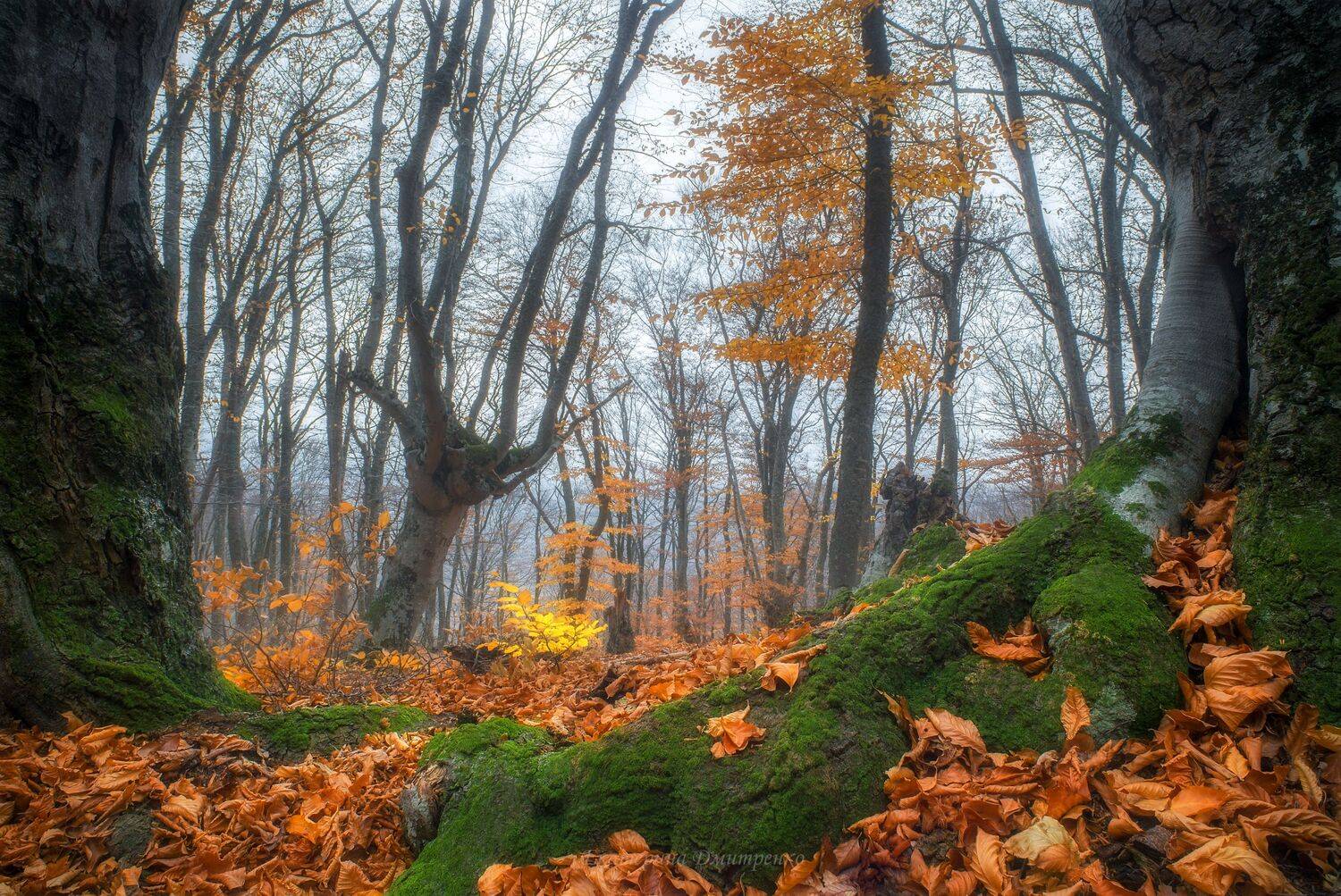 крым, лес, буковый лес, демерджи, алушта, лучистое, осень, пейзаж, crimea, landscape, Дмитренко Екатерина