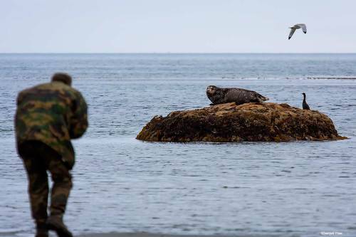 Про тюленей