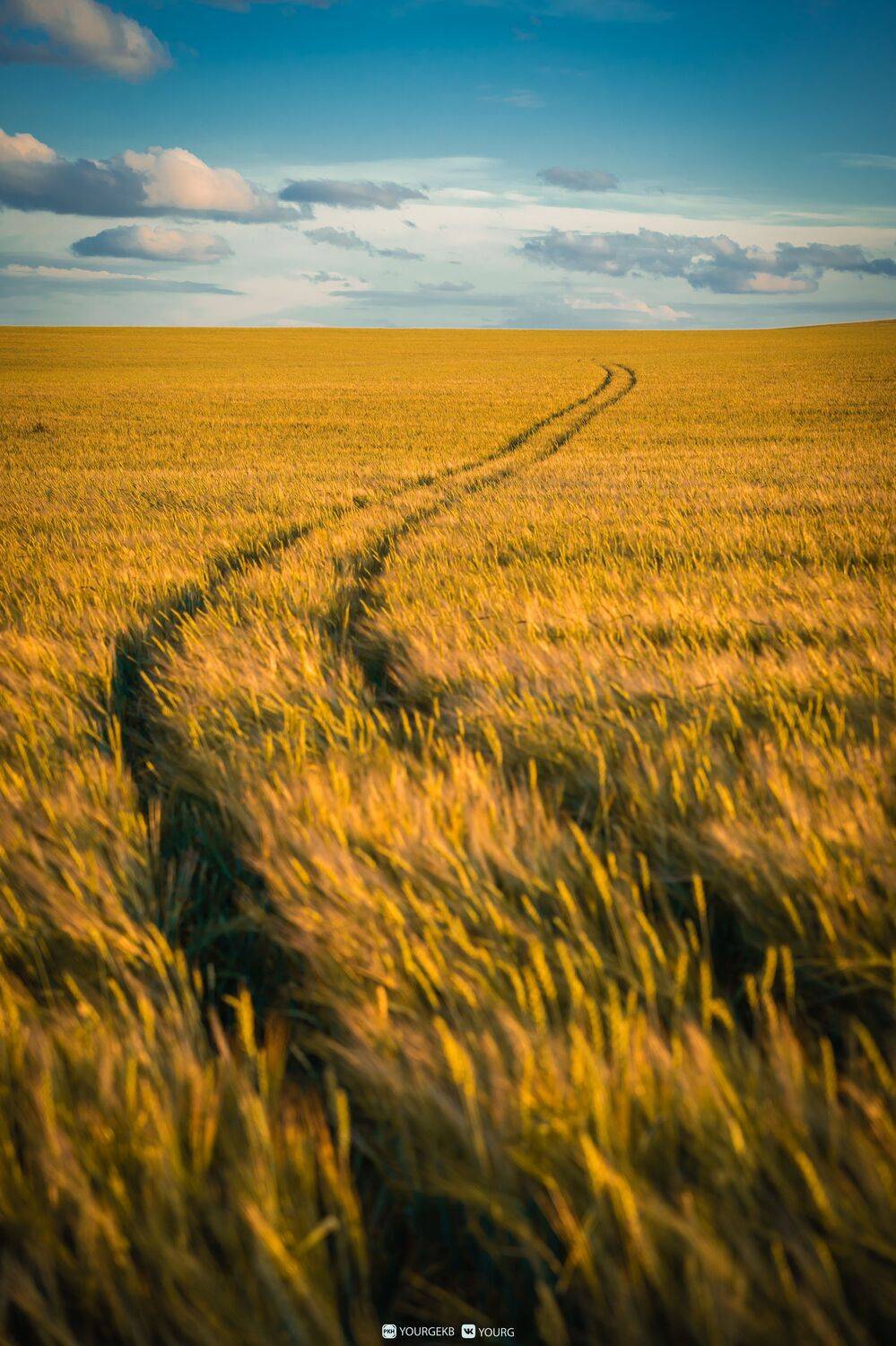 поле, вечер, закат, дорога, , Копылец Юрий