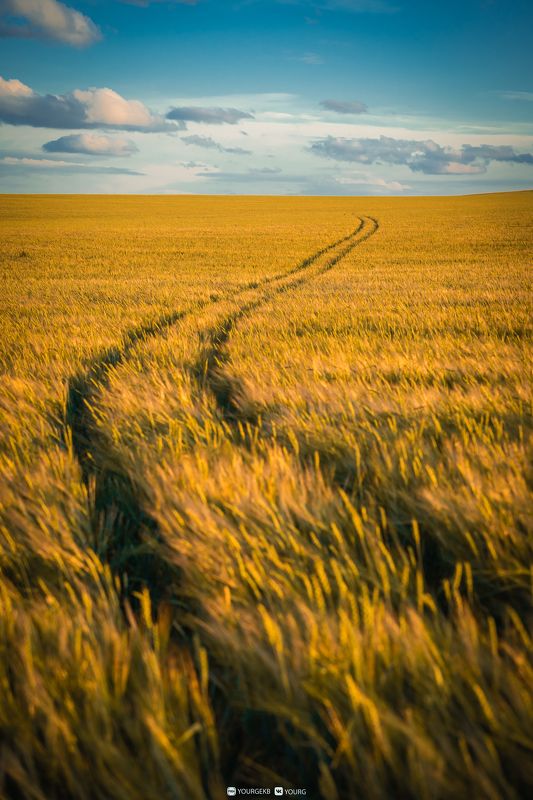 поле, вечер, закат, дорога,  Вечернее поле фото превью