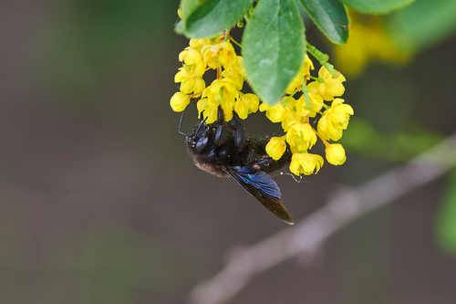 Xylocopa valga