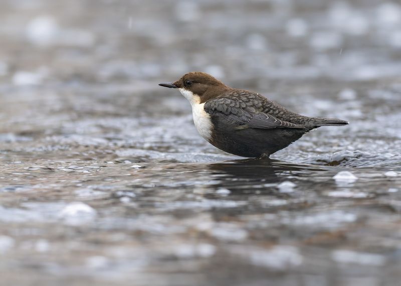 на посту фото превью