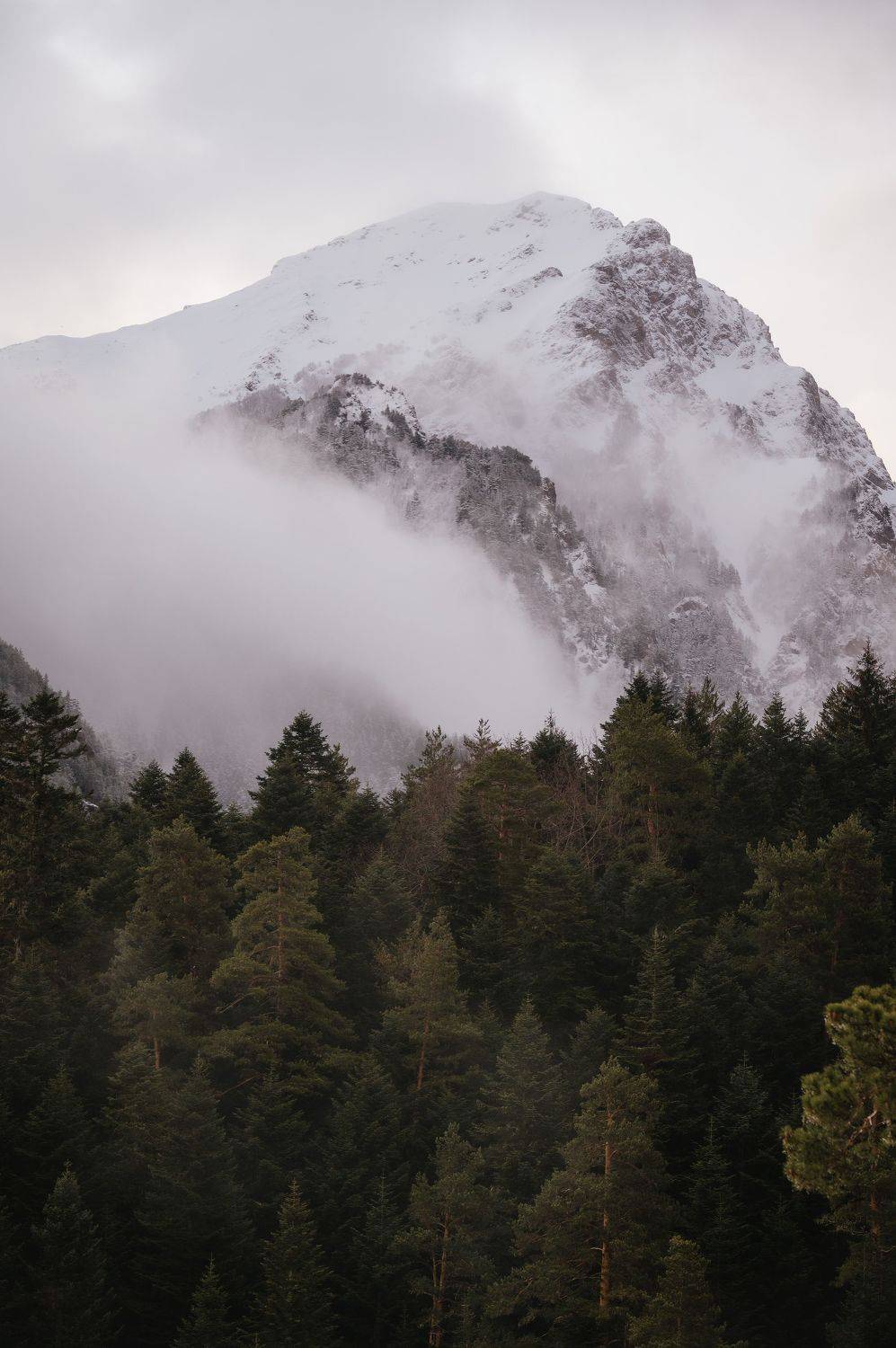 landscape, arkhyz, nature, forest, pine, trees, caucasus, spring,, Бугримов Егор