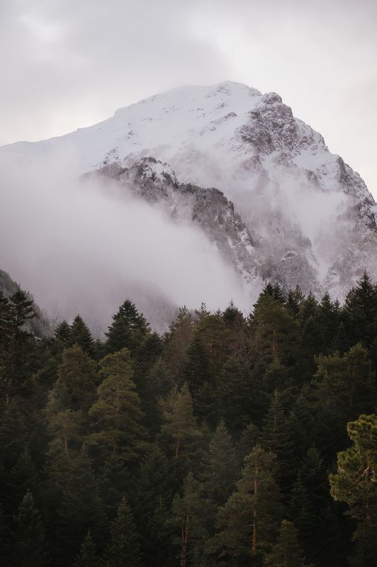 landscape, arkhyz, nature, forest, pine, trees, caucasus, spring, Minimalism. фото превью