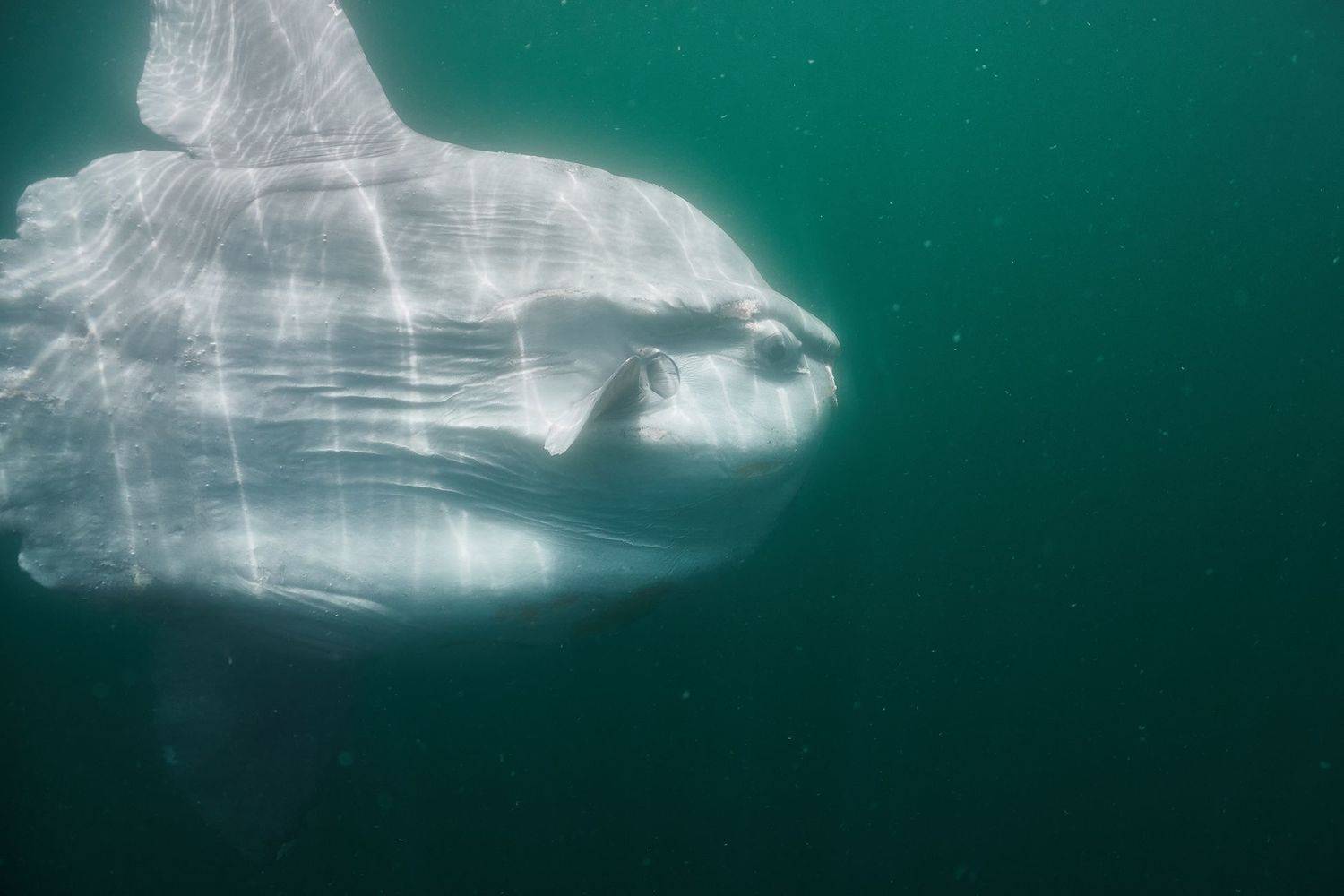 подводная фотосъемка, коралловый риф, рыбы, тропические рыба, дайвинг, море, молу-молу, PAVEL PEREPECHAEV
