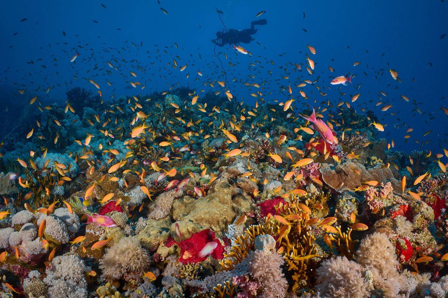 подводная фотосъемка, коралловый риф, рыбы, тропические рыбки, дайвинг, море, PAVEL PEREPECHAEV