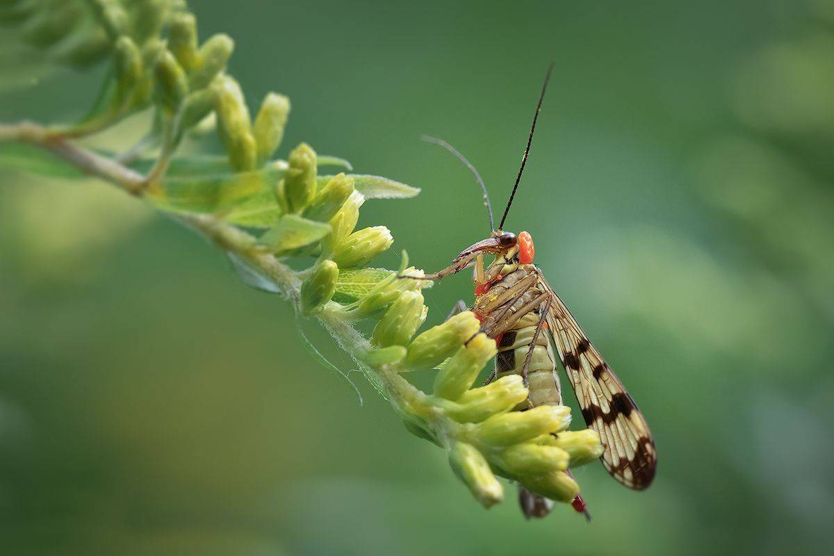 макро, скорпионница, макрофотография, mecoptera, macro, Хилько Марина