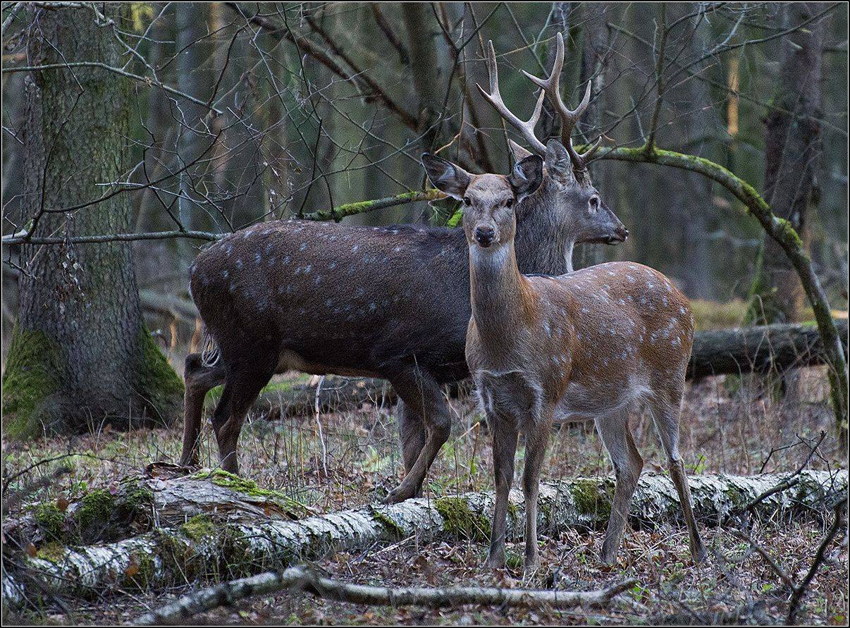 москва, осень, нац. парк лосиный остров, АНАТОЛИЙ ДОВЫДЕНКО