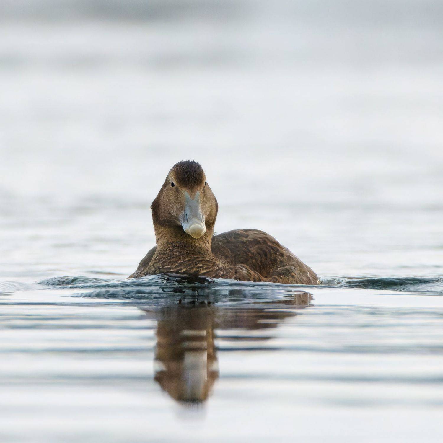 , Александр Семенов