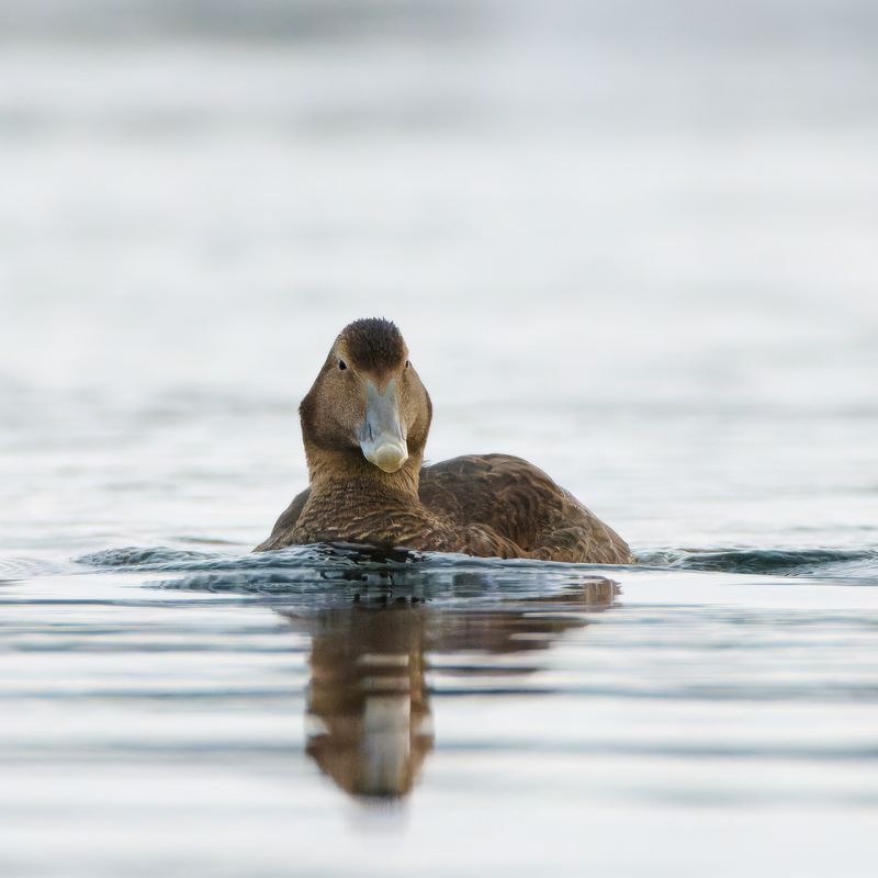 Гага фото превью