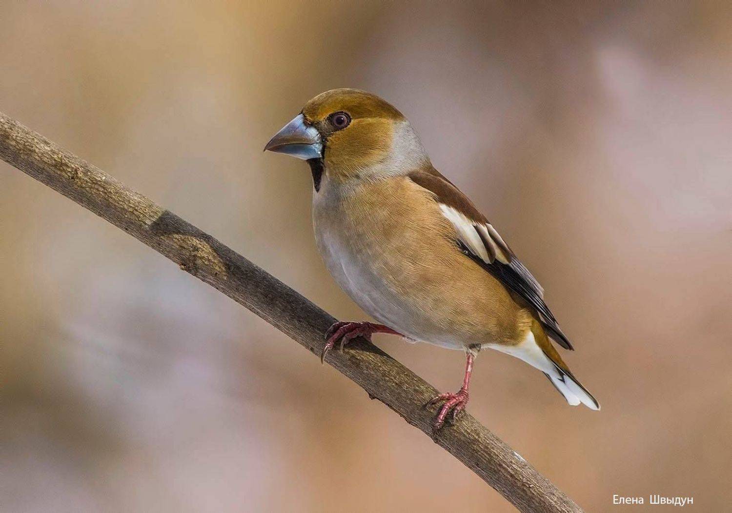 bird of prey, animal, birds, bird,  animal wildlife,  nature,  animals in the wild, дубонос, hawfinch, птицы, птица, Елена Швыдун