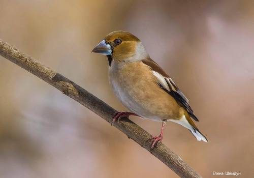 Hawfinch