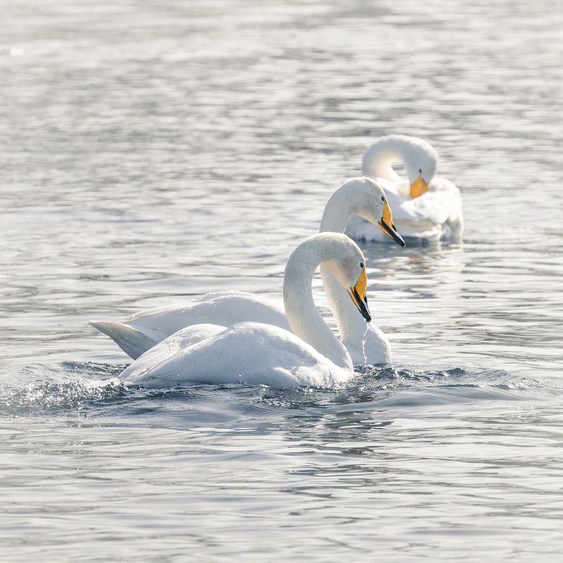 Лебеди… Swans… фото превью