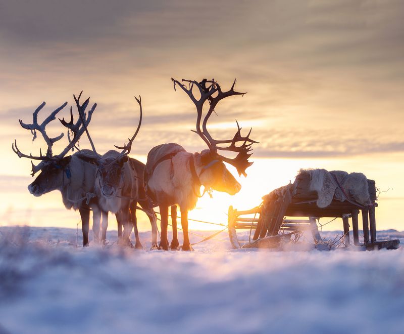 Ямал фото превью